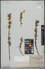 Foto von Salix triandra L. x Salix viminalis L.